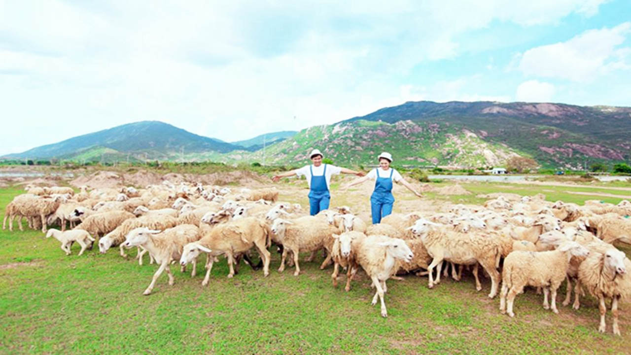 Suoi Nghe Sheep Field