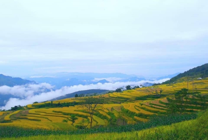 A bright yellow "carpet" covers an area of ​​Hong Thai commune during the ripe rice season.