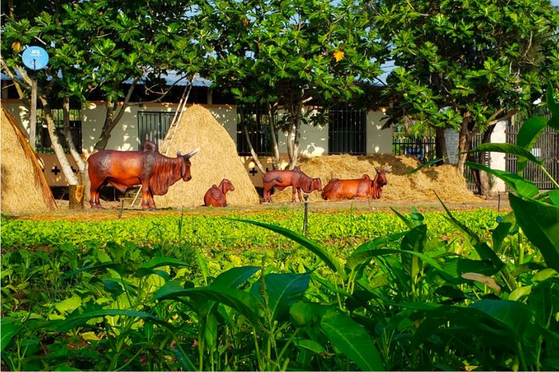 Vam Ho bird sanctuary tourism farm