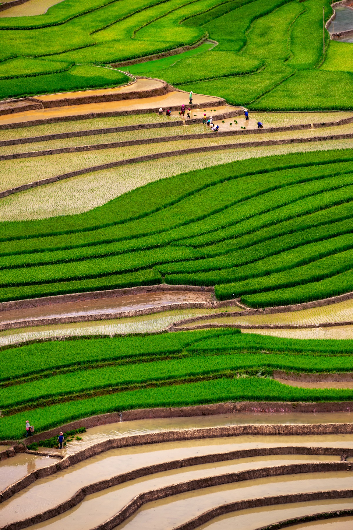 Mu Cang Chai