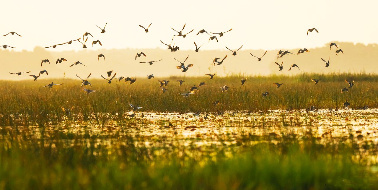 Homeland of red bean cranes in Tram Chim National Park