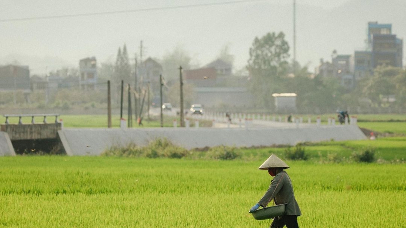 Mường Thanh: Cánh Đồng Lớn Nhất Tây Bắc Và Những Điều Thú Vị