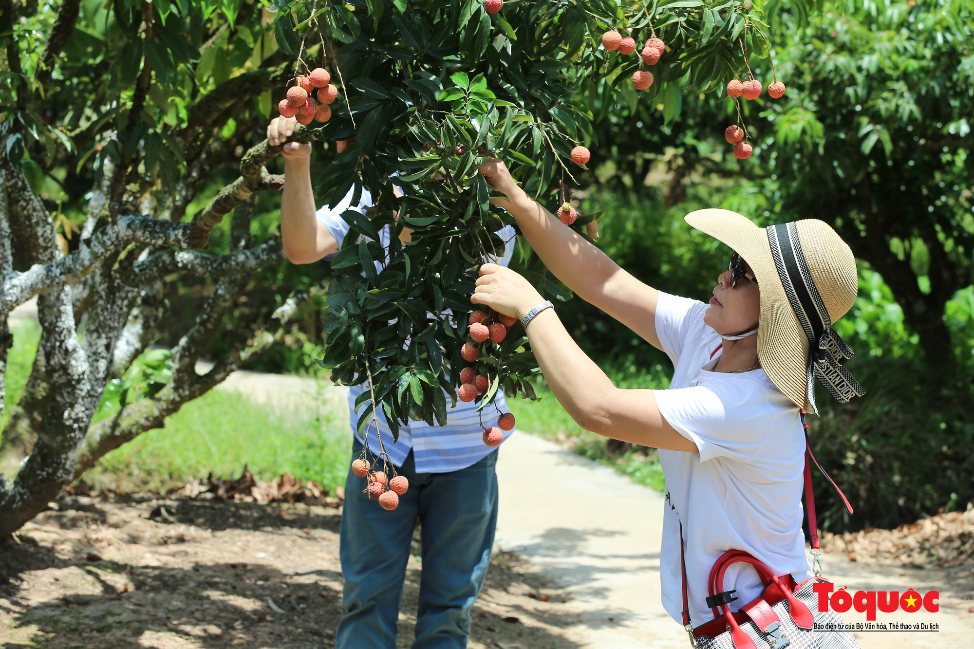 Tourists sit on boats to pick litchi, enjoy ripe and delicious berries in Hai Duong