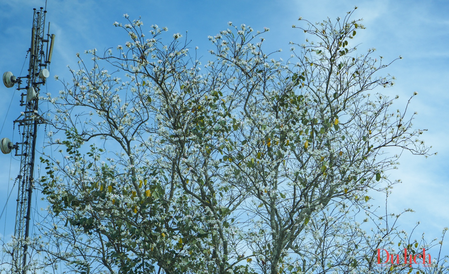 白班花、紫凤花在山城大叻绽放