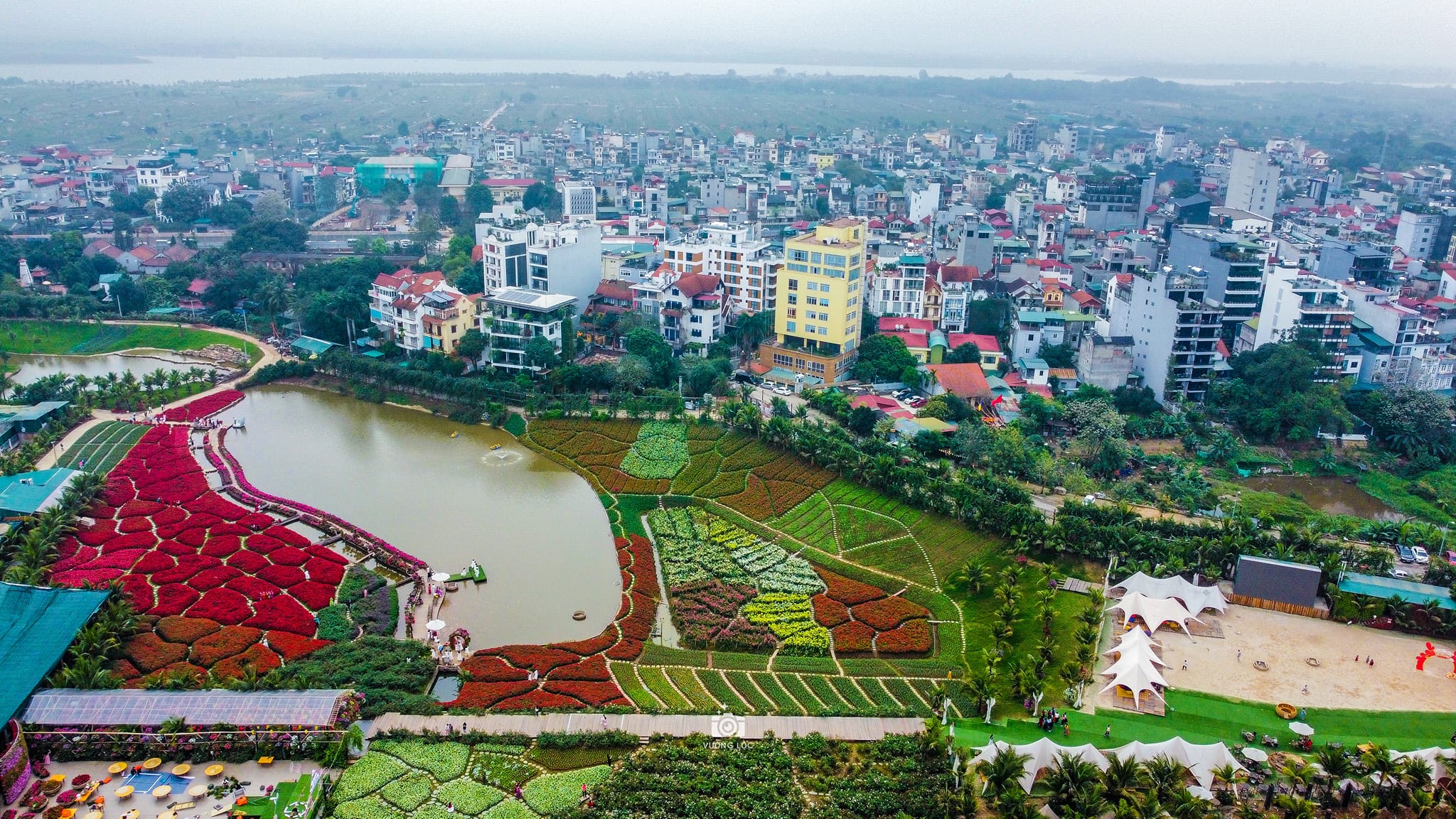 Hoa thung lũng Hồ Tây ngày nắng về