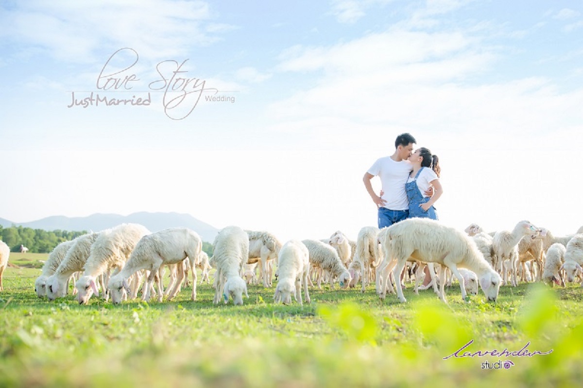 Suoi Nghe Sheep Field