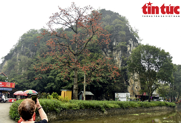 Moc Mien flowers glow red next to the nearly 600-year-old pagoda in Ninh Binh