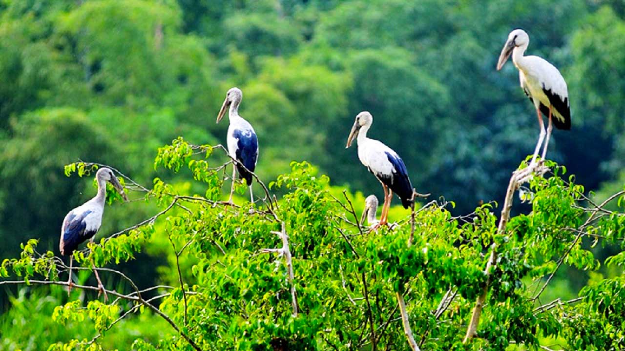 Bang Lang stork garden