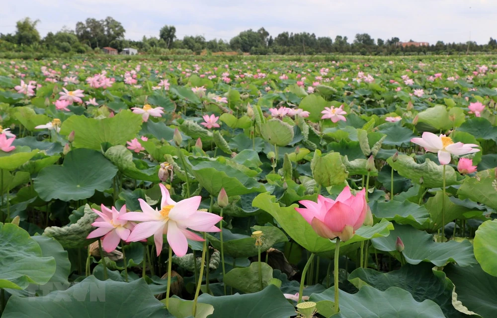 Experience the Peace and Beauty of Dong Sen Thap Muoi Eco-Tourism Site