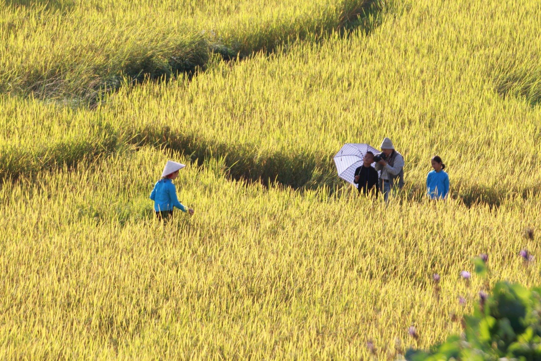 [Photo] Golden season in the area of ​​"fire pans, rain bags"