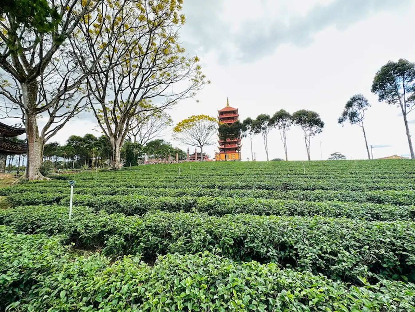 寺庙旁边的凉爽绿茶山。