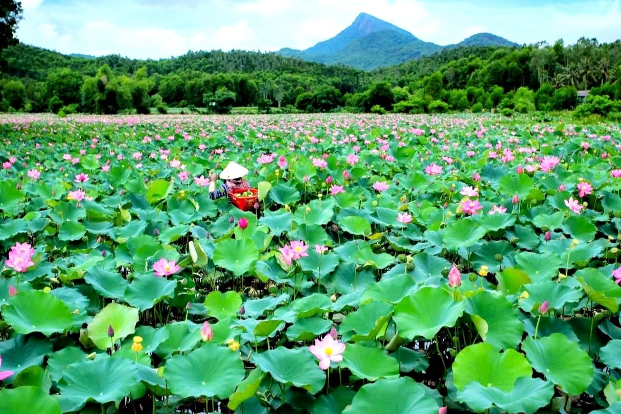 Visit the largest lotus field in Quang