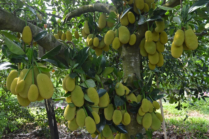 9 Hong fruit garden