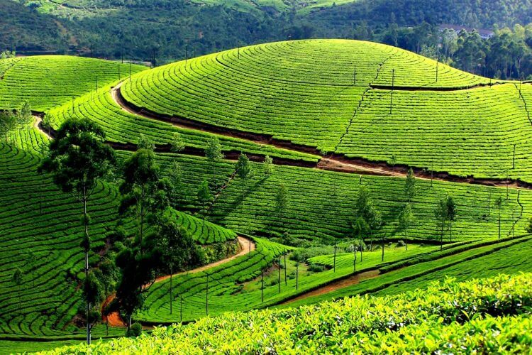 Golden sunshine on Tan Cuong Tea Hill