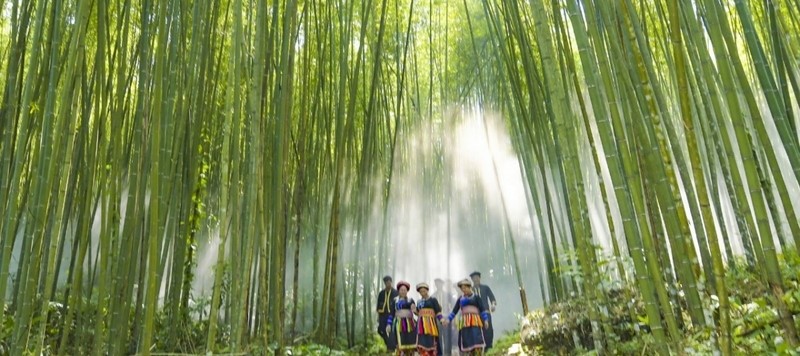 Pu Lau Bamboo Forest is a beautiful landscape that cannot be missed if you have the opportunity to visit Bac Kan