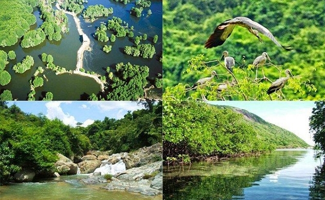 Binh Chau primeval forest - the ideal destination for the resort model