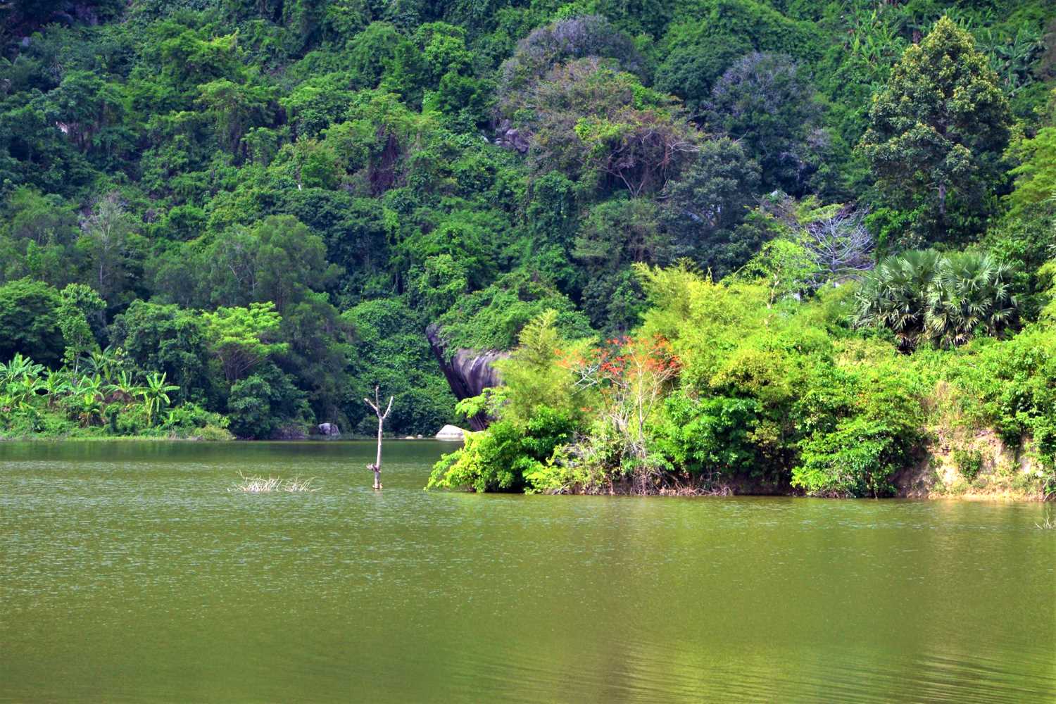 游览O Thum Lake时，您可以沿着湖边小路漫步，欣赏湖边生长的一排排绿色棕榈树。