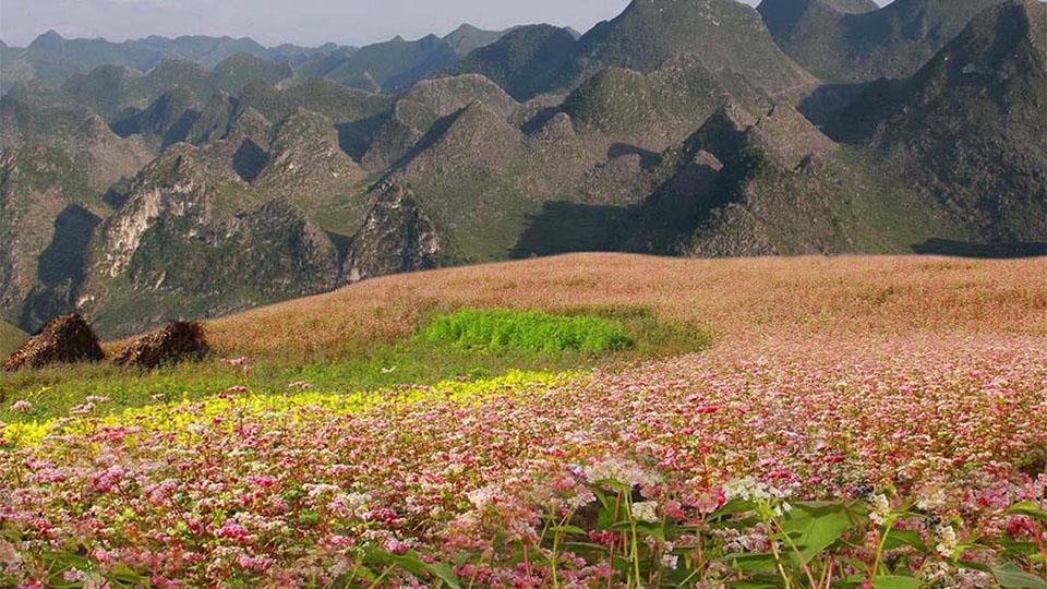 秋季游览河江金山山，欣赏荞麦花之美