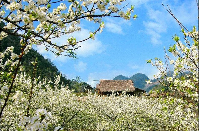 新年第一天，Ban Lac Mai Chau 鲜花盛开