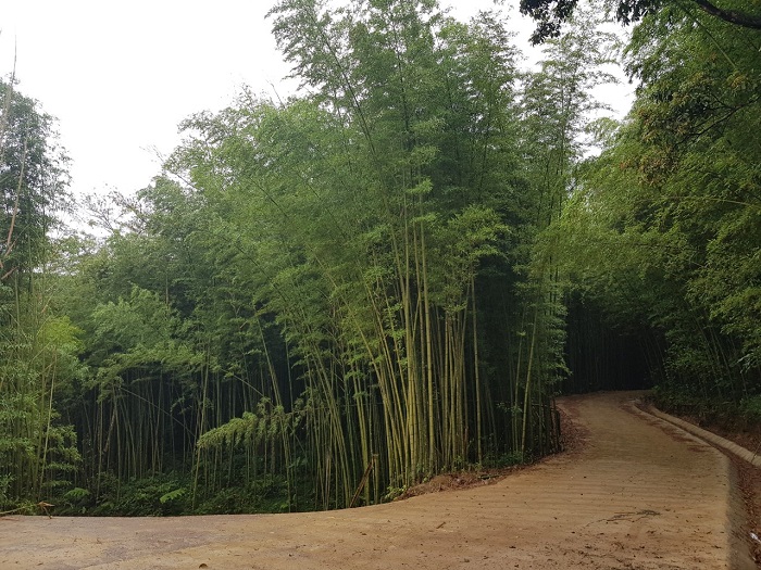 グエンビンの竹林。