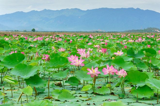 The intoxicating beauty of Thap Muoi blooming lotus