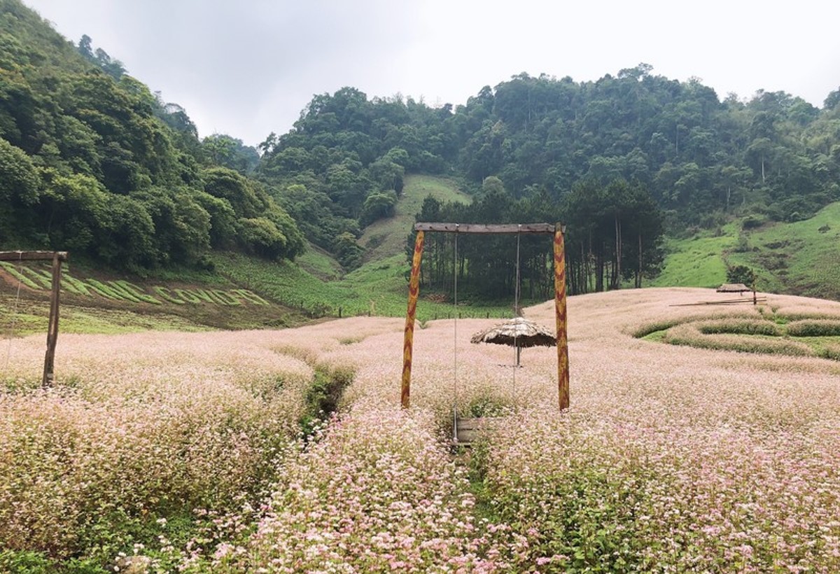 昂村的松树林。