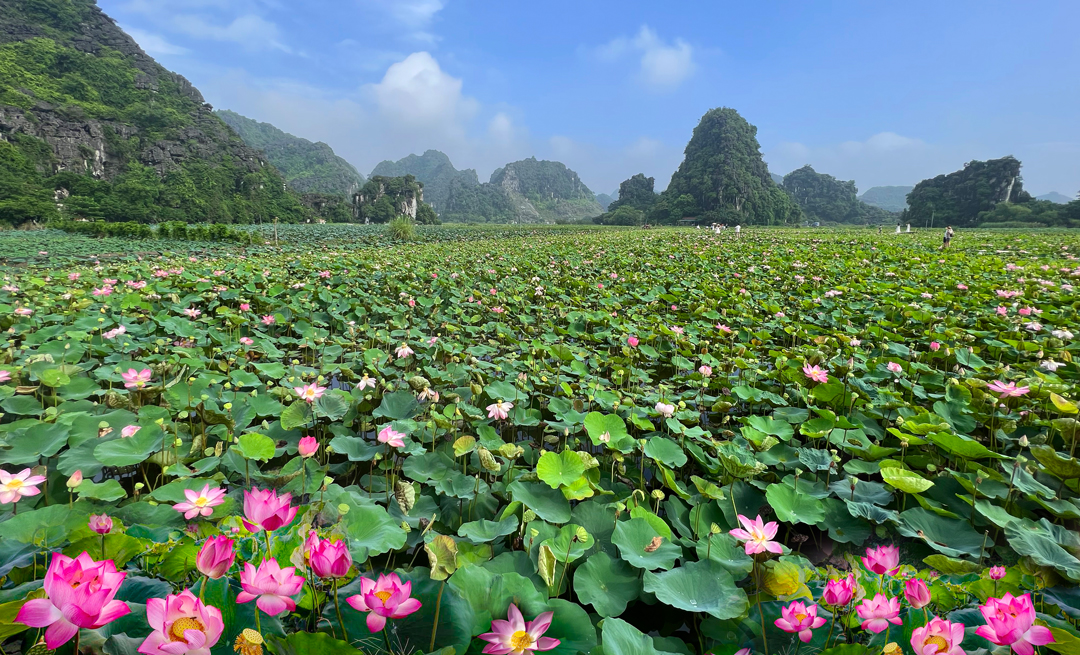 Standing in awe of Ninh Binh's blooming lotus season