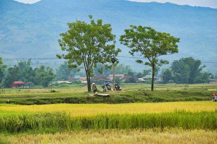 当秋天到来时，Muong Thanh 穿上了闪亮的黄色衬衫