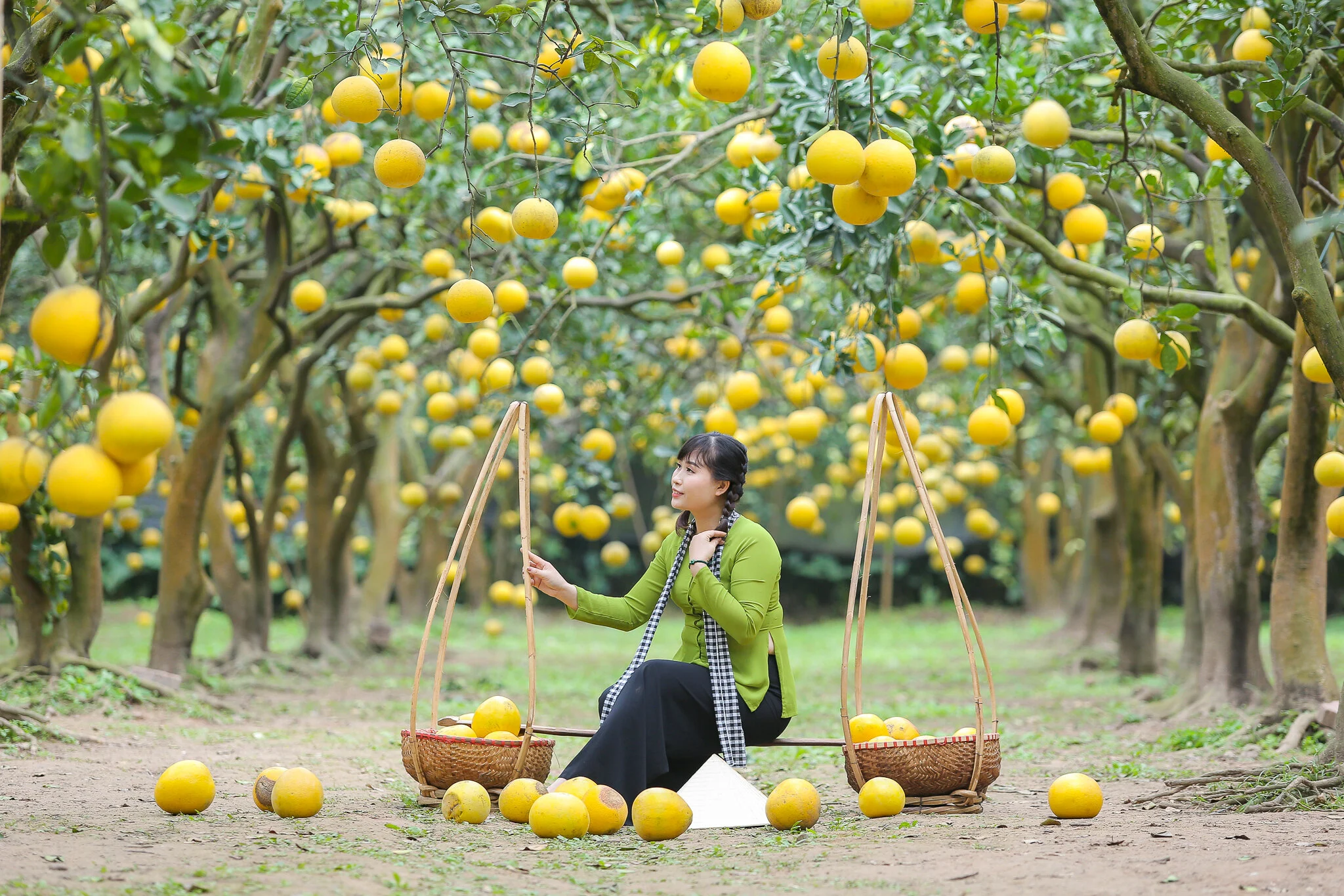 Image Ông xã của Diễm Hương image beautiful image beautiful image beautiful image beautiful image beautiful - Dien grapefruit garden has 2,000 ripe golden roots, attracting ...