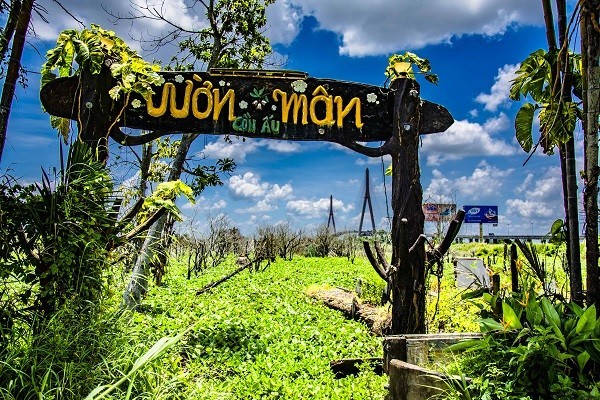 Plum garden in Con Au