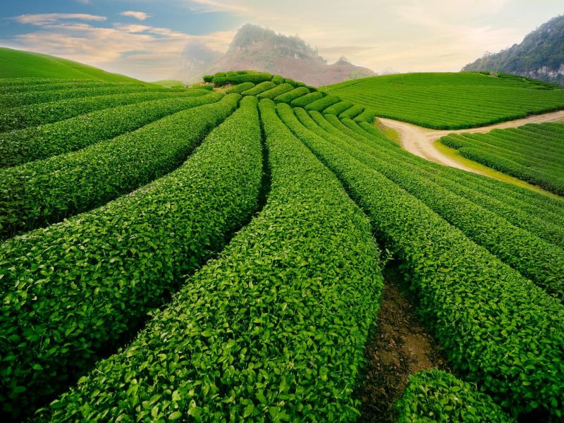 探索茶山的最佳时间是春天