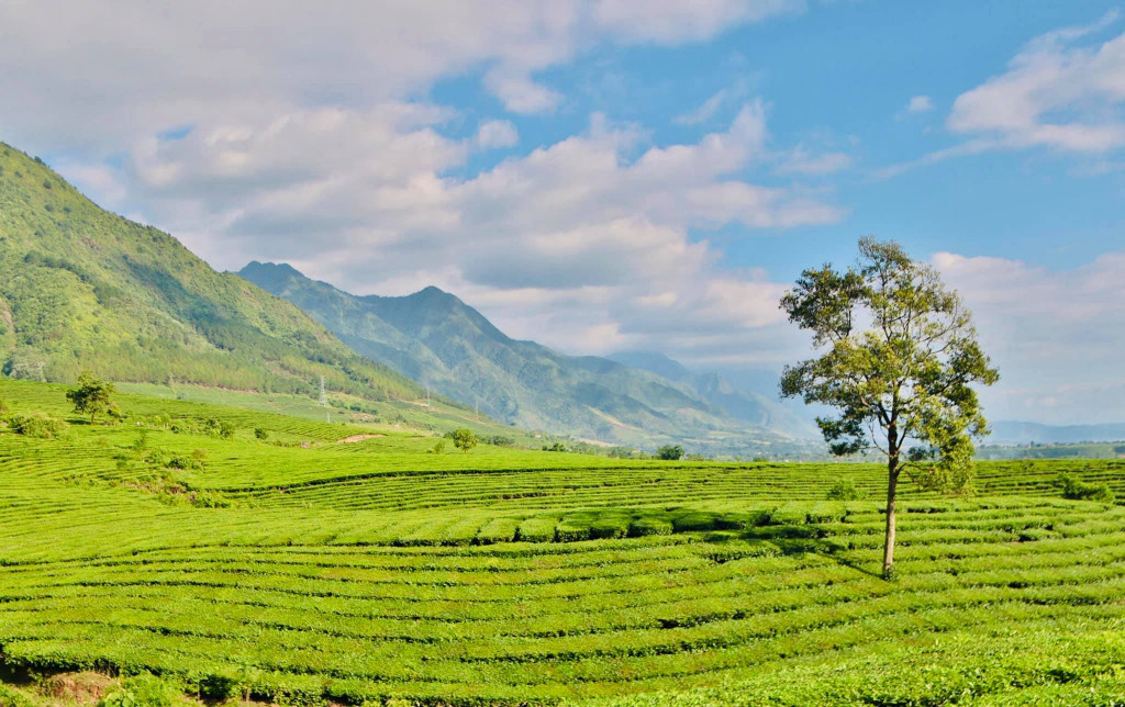 新渊茶山的美丽