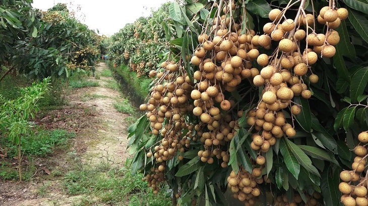 Ancient longan garden