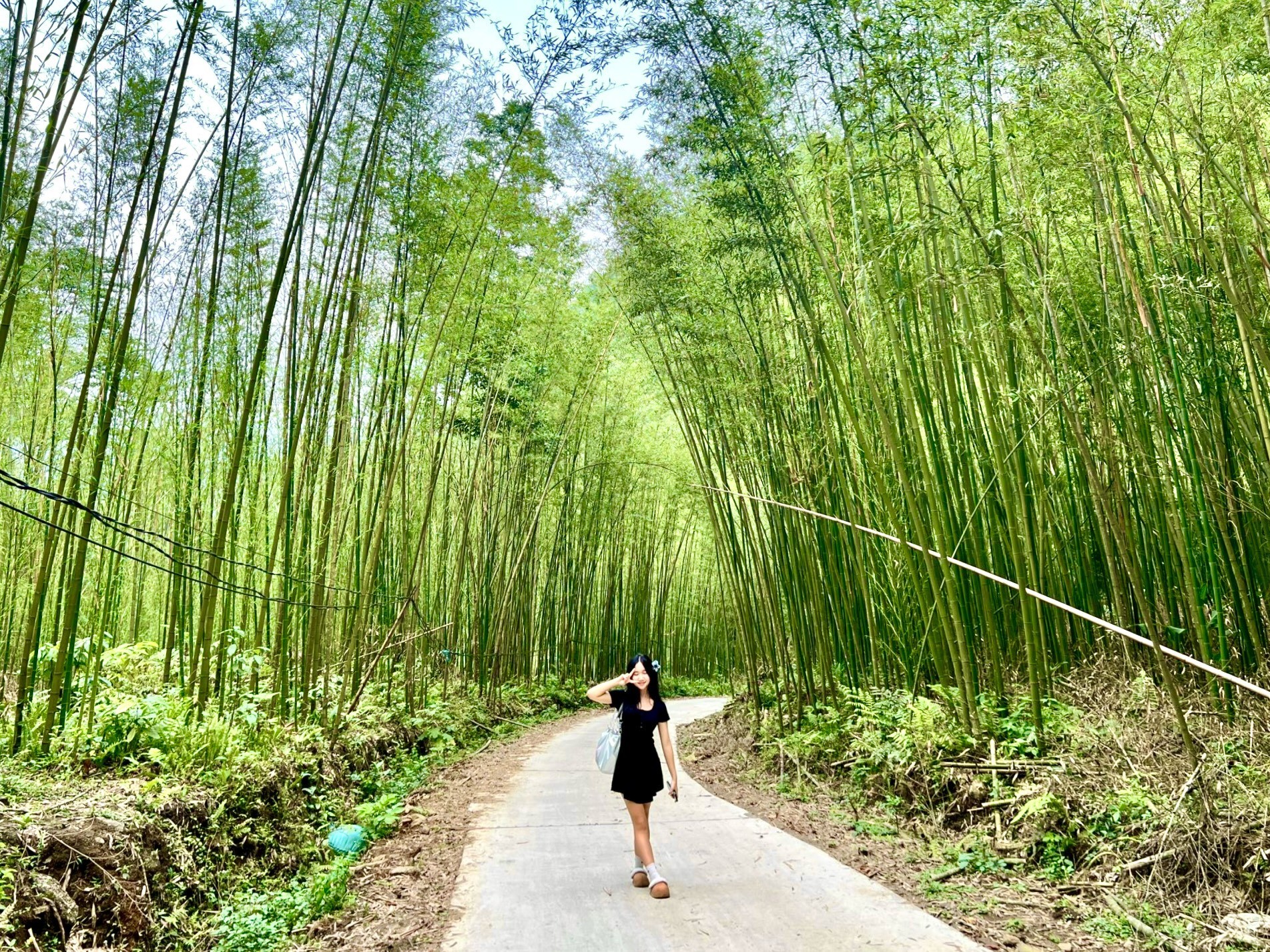 プラウ島の竹林。