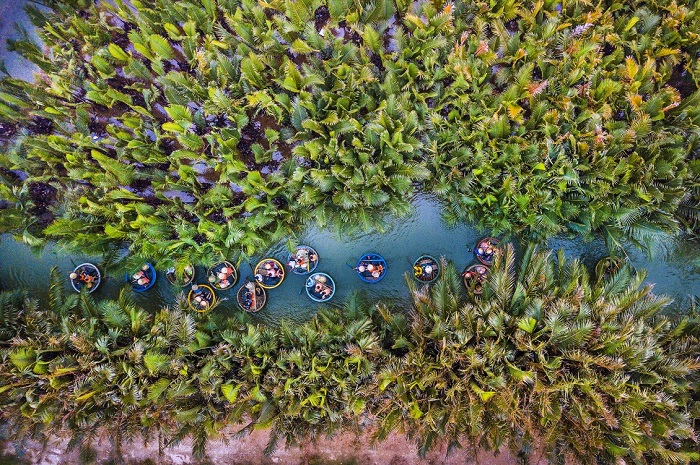 Seven-acre coconut forest