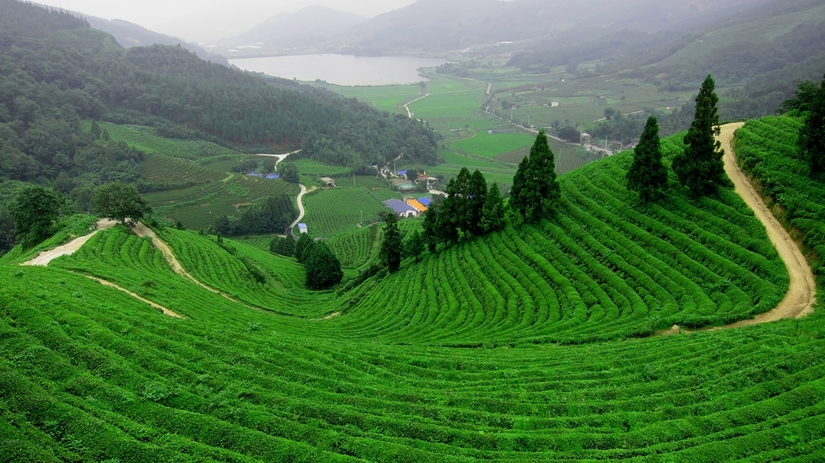 Coming to Dak Nong, if you want to find a tourist destination that is both beautiful and has "virtual" photos, don't miss Gia Nghia tea hill.