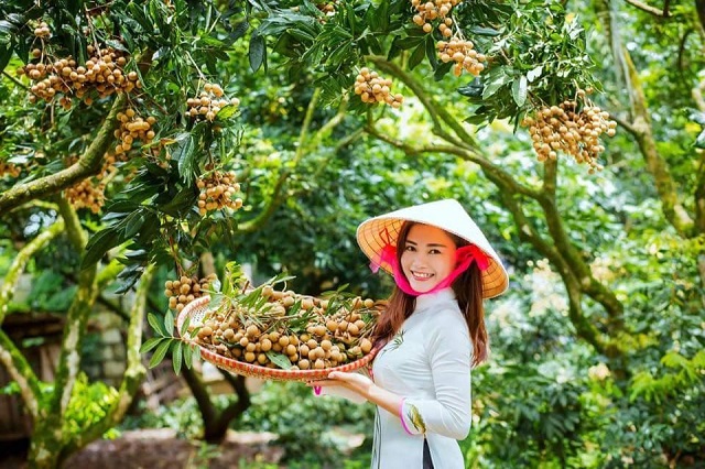 Về Hưng Yên Thưởng Thức Trái Nhãn Lồng - Sản Vật Nổi Tiếng Dâng Vua Chúa Thời Xưa