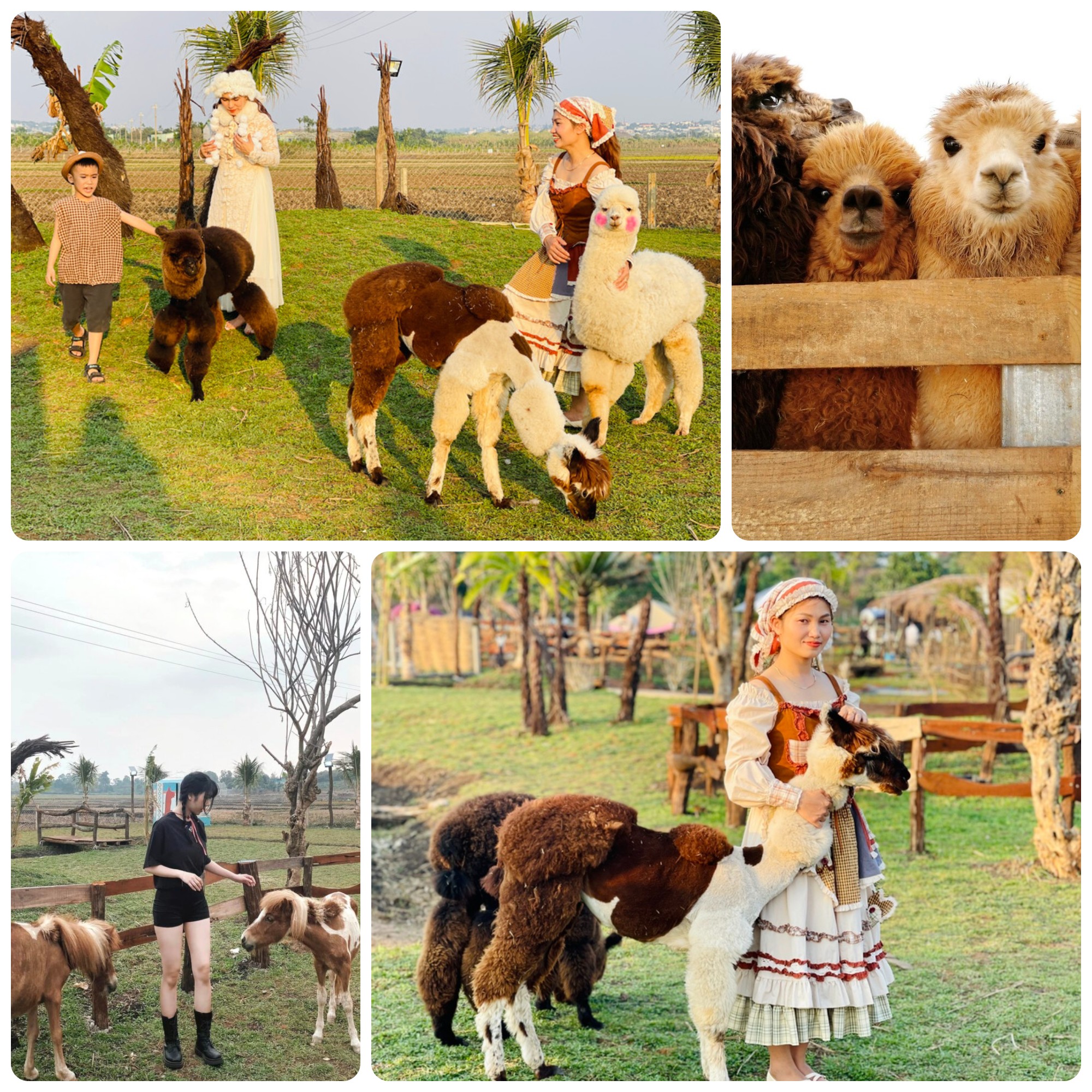 NÔNG TRẠI LẠC ĐÀ ALPACA FARM GIA LAI