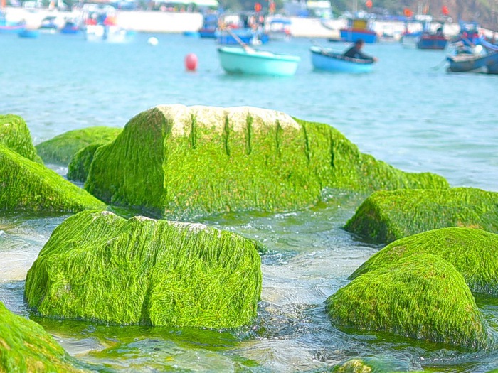 仁海苔藓海滩