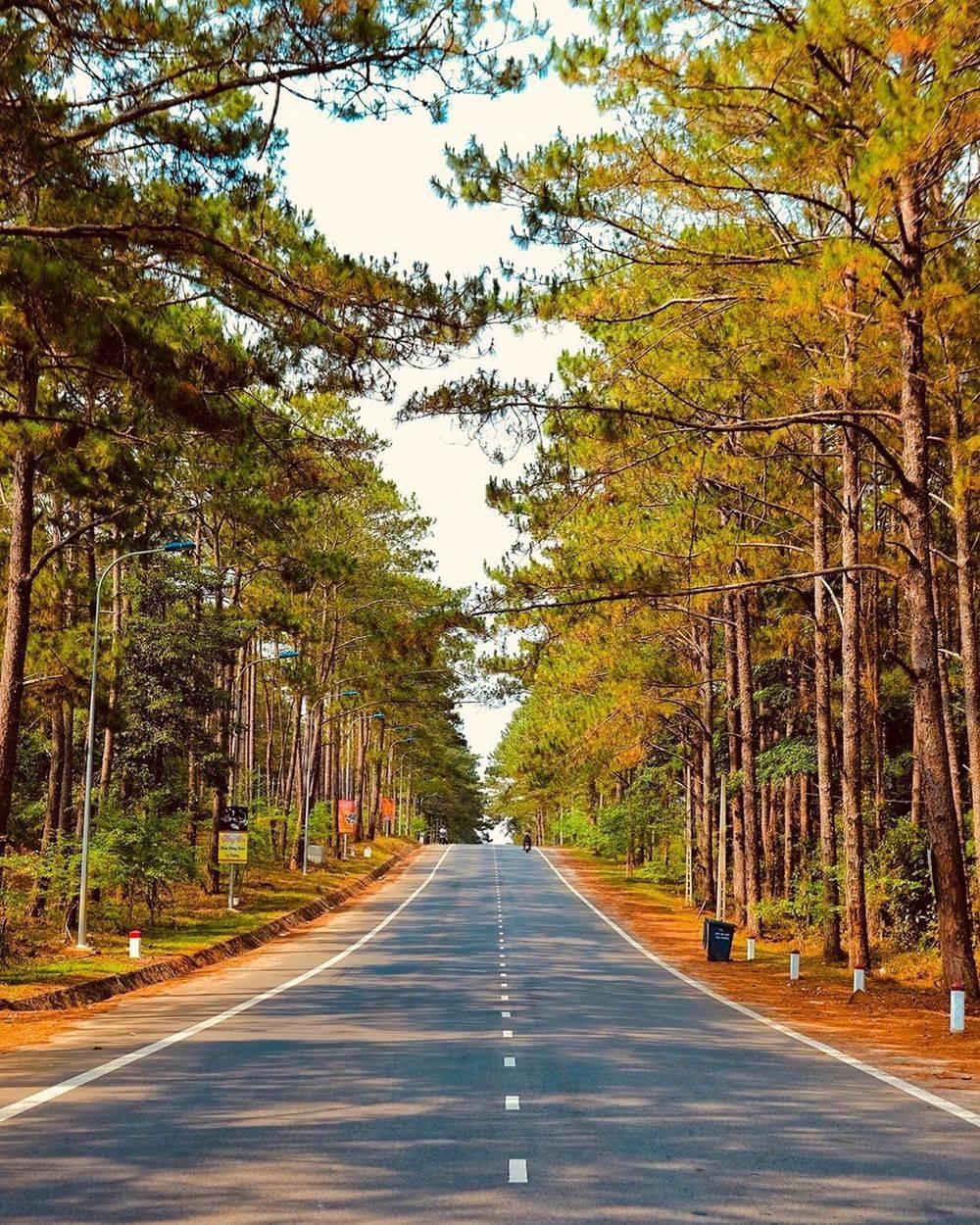 Mang Den Pine Forest