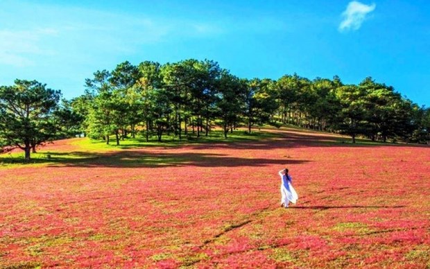 코호족의 땅에서 펼쳐지는 찬란한 분홍풀 축제 시즌