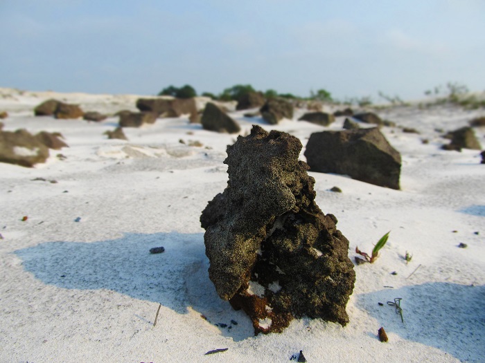 Although it is considered a small desert, the flora and fauna here are not sparse and lifeless, on the contrary, it is always green and rich because the soil in the sand dunes always has a certain moisture.