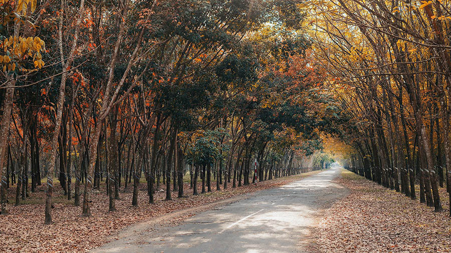 虽然不像 Ho Dau Tieng Tay Ninh 橡胶林那样出名，但 Go Dau 也有美丽的森林。