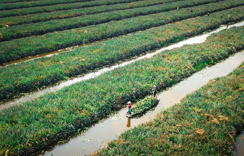 新福菠萝田面积广阔，从一处连接到另一处。