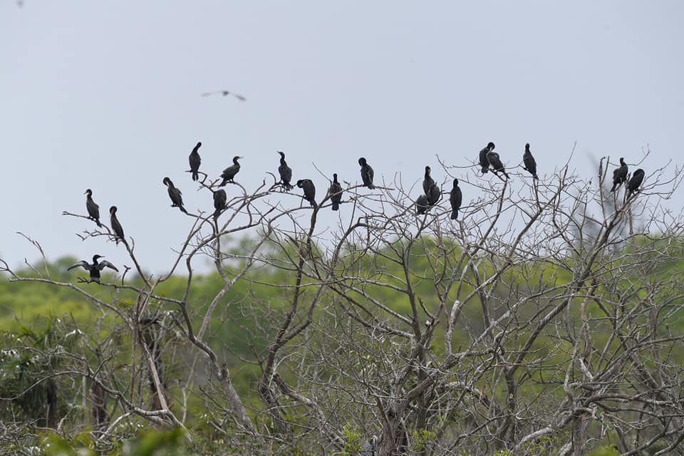 Bac Lieu Bird Sanctuary