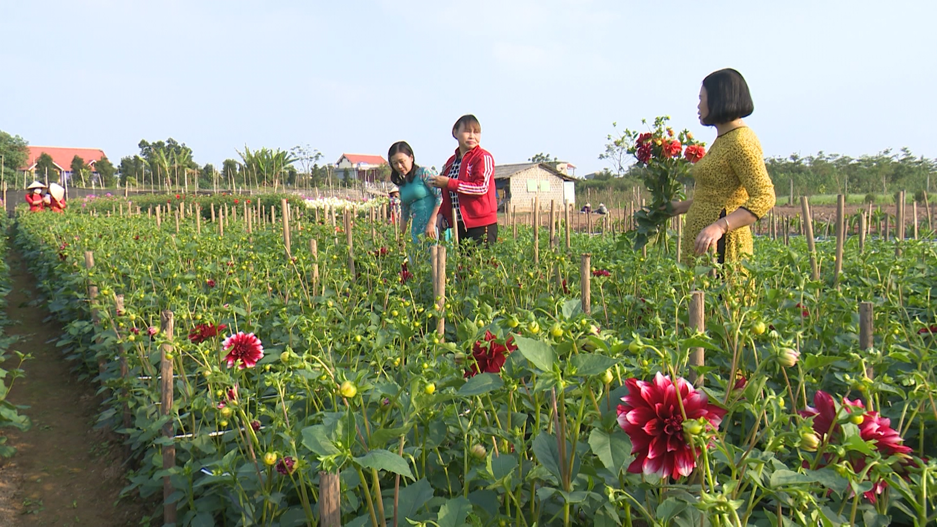 Làng vườn Bách Thuận