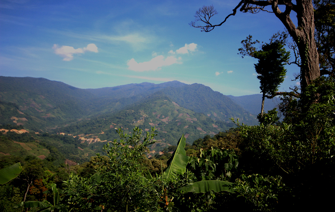 The best ginseng garden on Ngoc Linh mountain