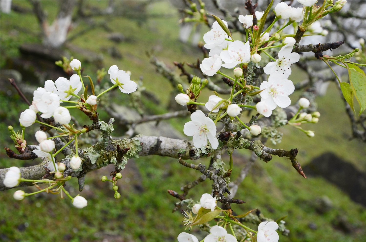 Pure beauty of white pear flower