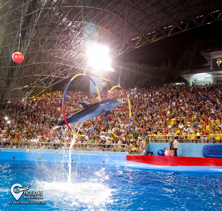 Dolphin show