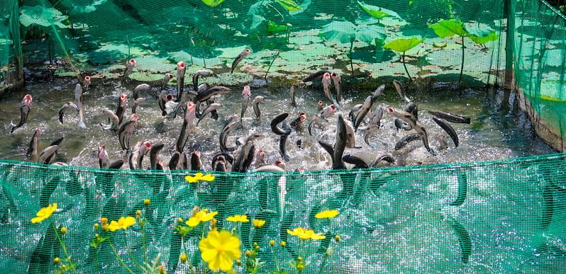 Witnessing "flying snakehead fish"